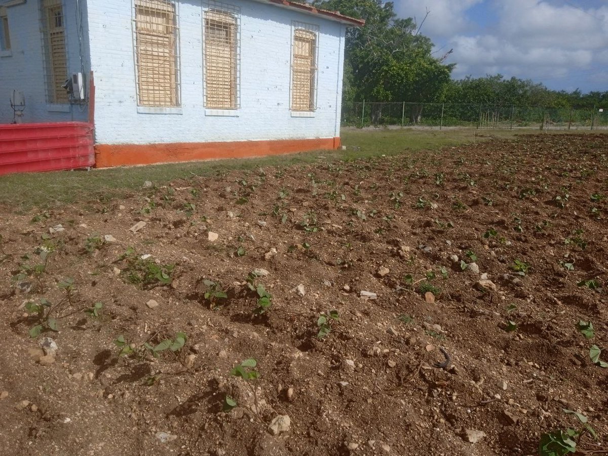 JulioCERHolguin's tweet photo. La Unidad Básica #ANAV en Banes,continúa avanzando en la siembra de la Parcela del Campamento del Embarcadero. Este esfuerzo forma parte de las alternativas para asegurar la alimentación de los trabajadores en la Empresa #GeocubaON y fortalecer la Soberanía Alimentaria. #Cuba. https://t.co/9cADVC5uHB