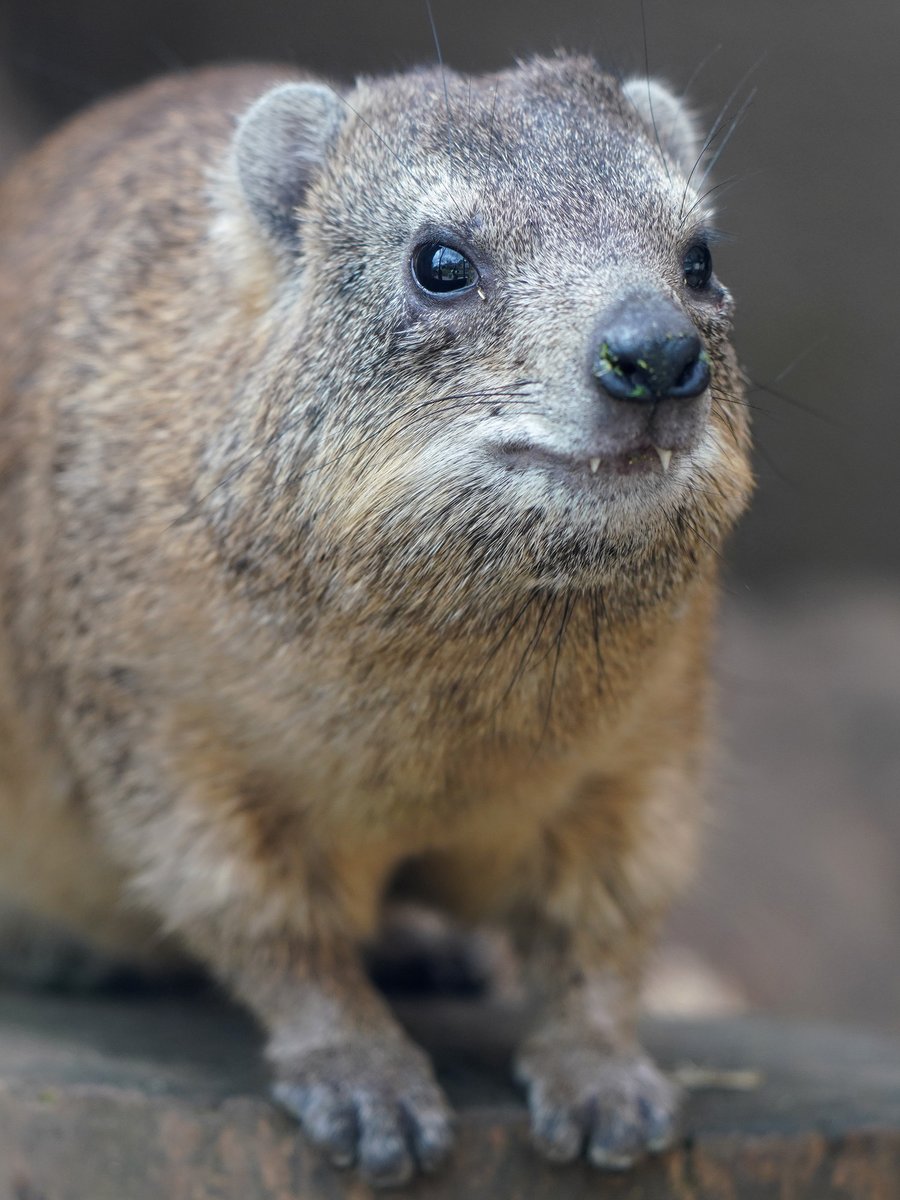 富士サファリパーク公式 tweet media