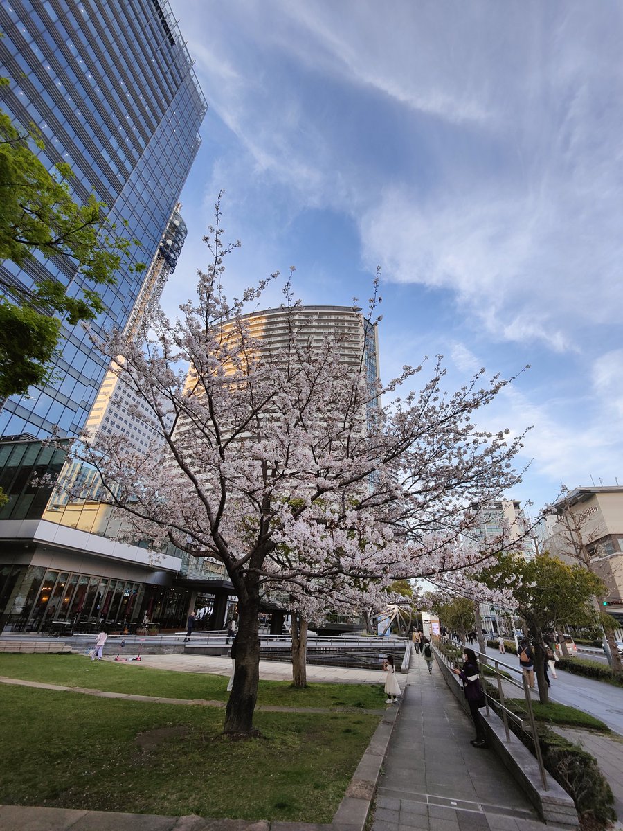kimiseka2021's tweet image. 昨日、初めて見てきた「剛桜」。堂本剛さんの桜らしい🌸🌸🌸
#KinKiKids #DOMOTO #剛桜 #domoto #堂本剛 #みなとみらい