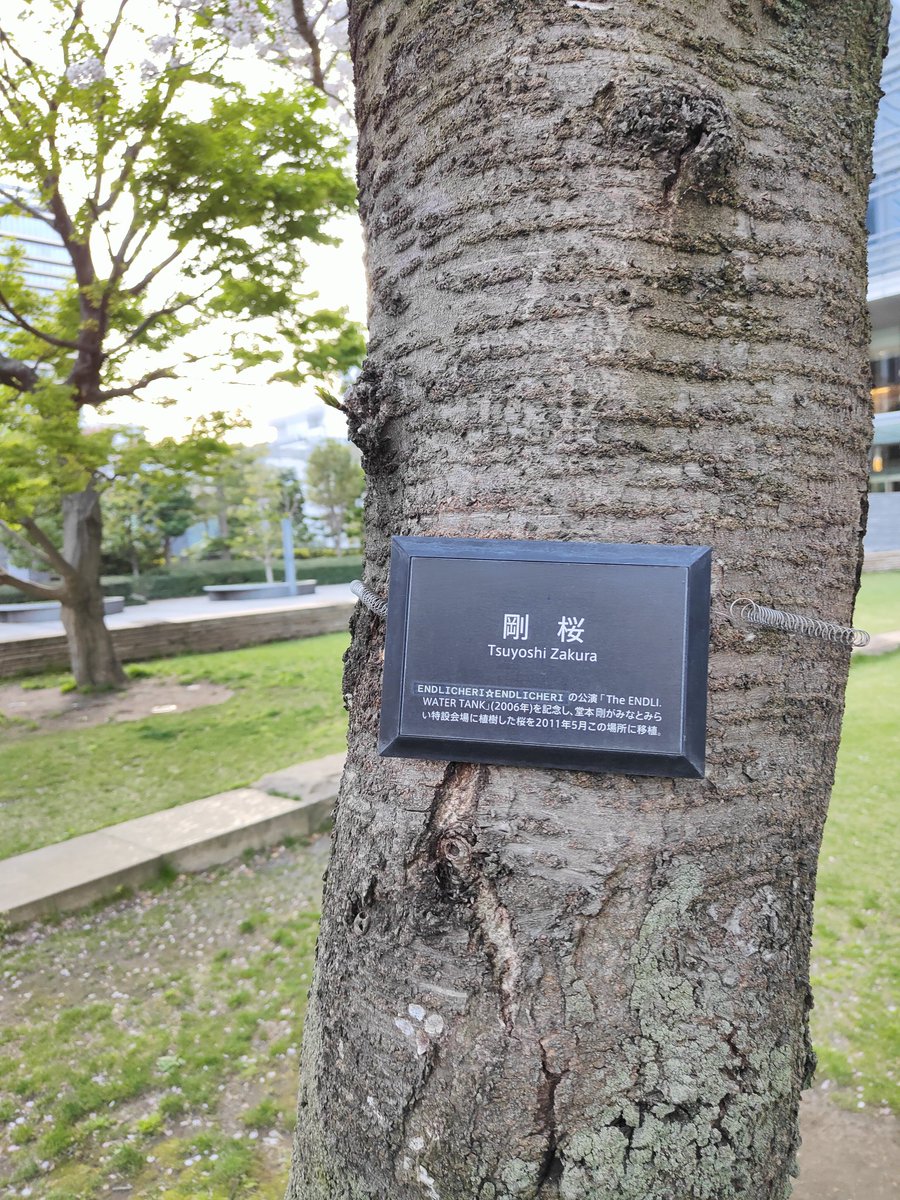 kimiseka2021's tweet image. 昨日、初めて見てきた「剛桜」。堂本剛さんの桜らしい🌸🌸🌸
#KinKiKids #DOMOTO #剛桜 #domoto #堂本剛 #みなとみらい