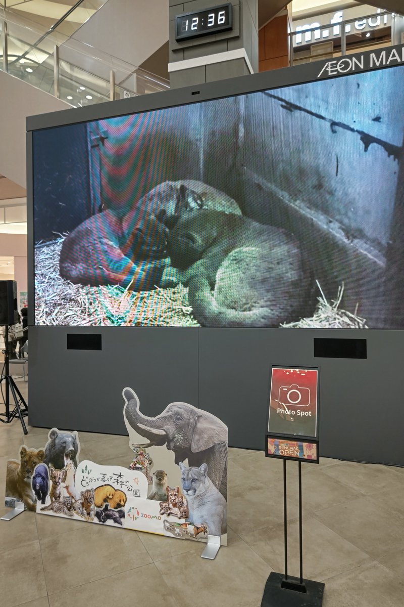 盛岡市動物公園 ZOOMO tweet media