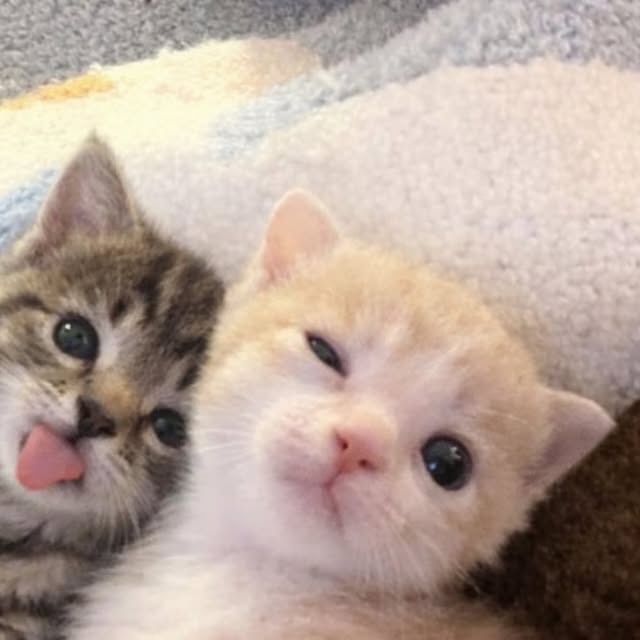 The Pets 𝕏 tweet media