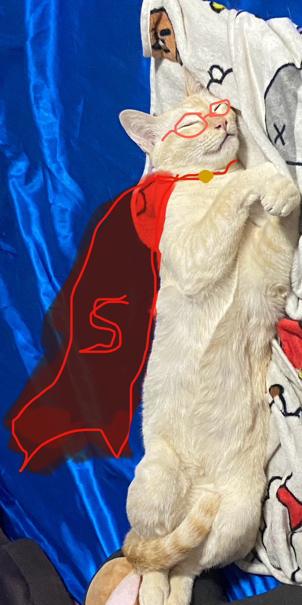 เกิดเป็นแมว ก็มีความฝันอยากจะเป็นซุปเปอร์ฮีโร่ 🚨🐱‼️