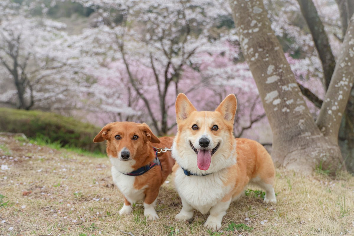 okoge_cogi's tweet image. 雨降る前に最後のお花見できた🌸
#コーギー #corgi