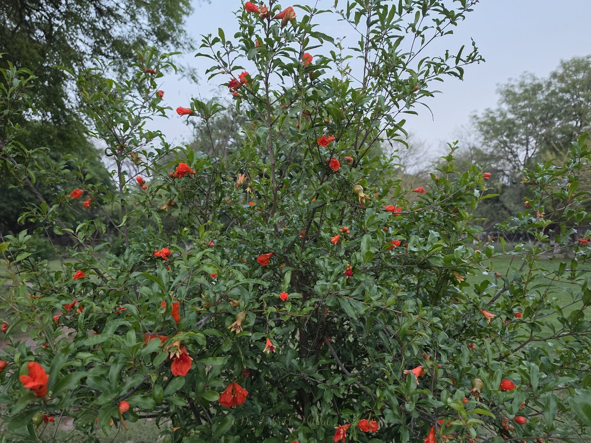 DrAmbrishMithal's tweet photo. Bright red trumpets on the branch -
#pomegranate flowers. These beautiful blooms turn into one of the most nutrient‑dense fruits.
#anaar #saket #qilaraipithora #park
#Delhi https://t.co/ewRyzYQp6q