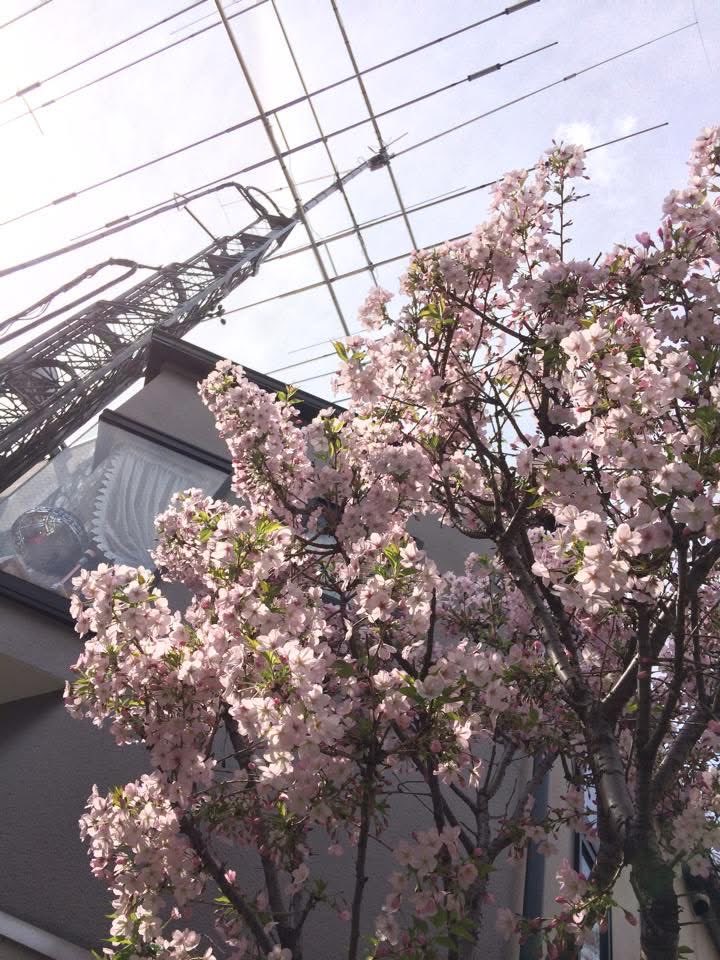 sendagi2001's tweet photo. 以前の自宅の桜。
30センチの苗が20年で3階位の高さまで成長しました。引越しの際残して来たのが残念ですが、今年も満開の花を咲かせてくれてると嬉しいなと思います。 https://t.co/35IapqO6QL