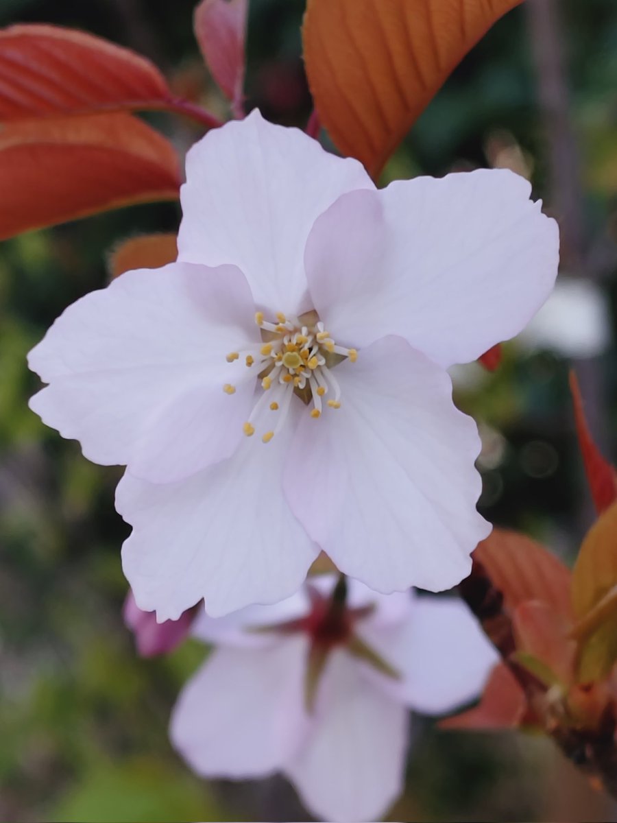 ゆさとみ tweet media