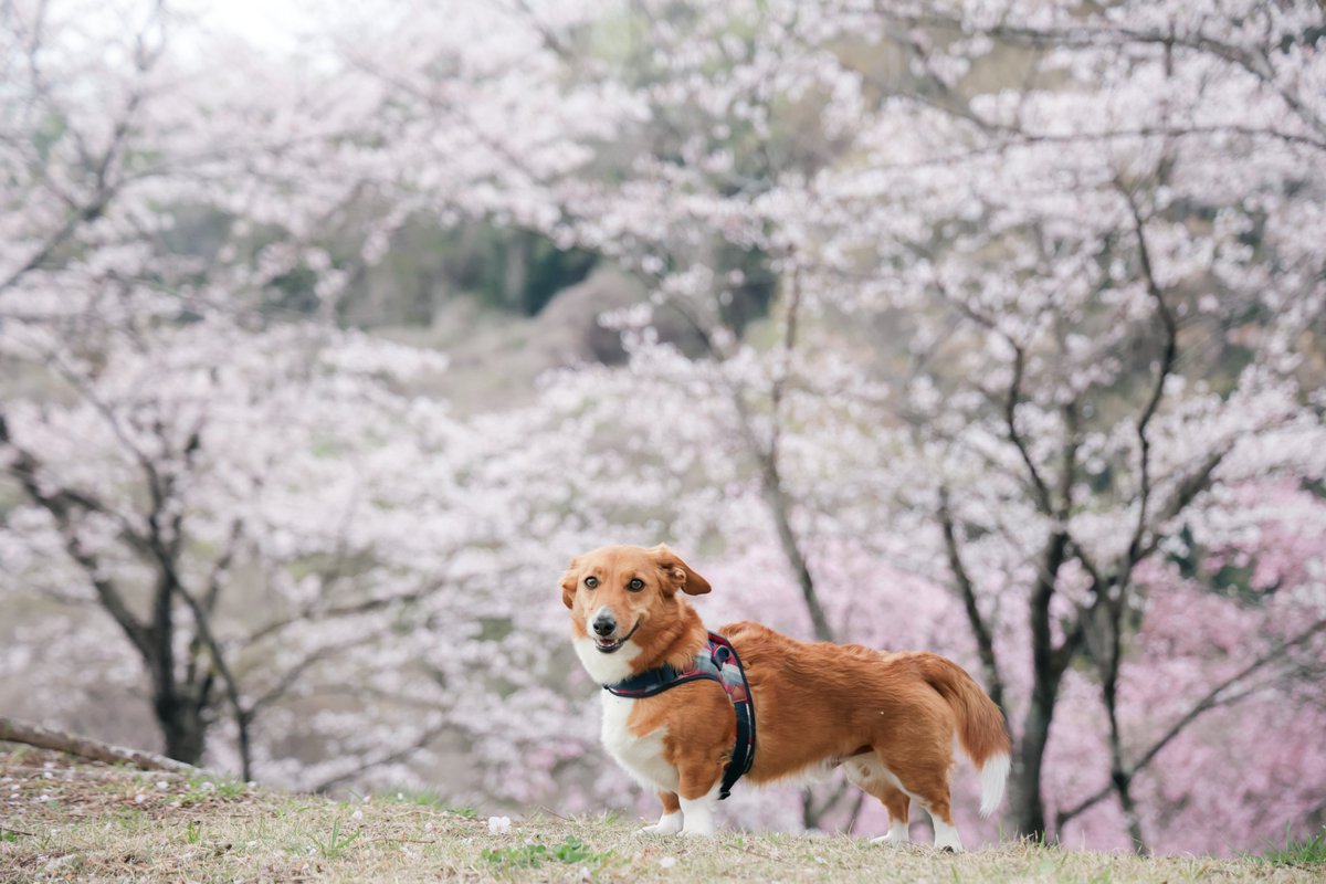 okoge_cogi's tweet image. 雨降る前に最後のお花見できた🌸
#コーギー #corgi