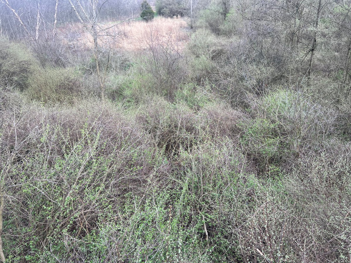 ☀️🐊 Sobekmsaf🐍🦛 tweet media