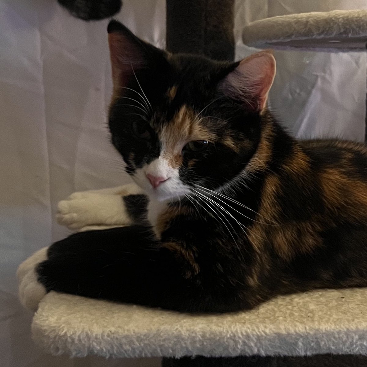 laurent solis. ᥫ᭡ tweet media