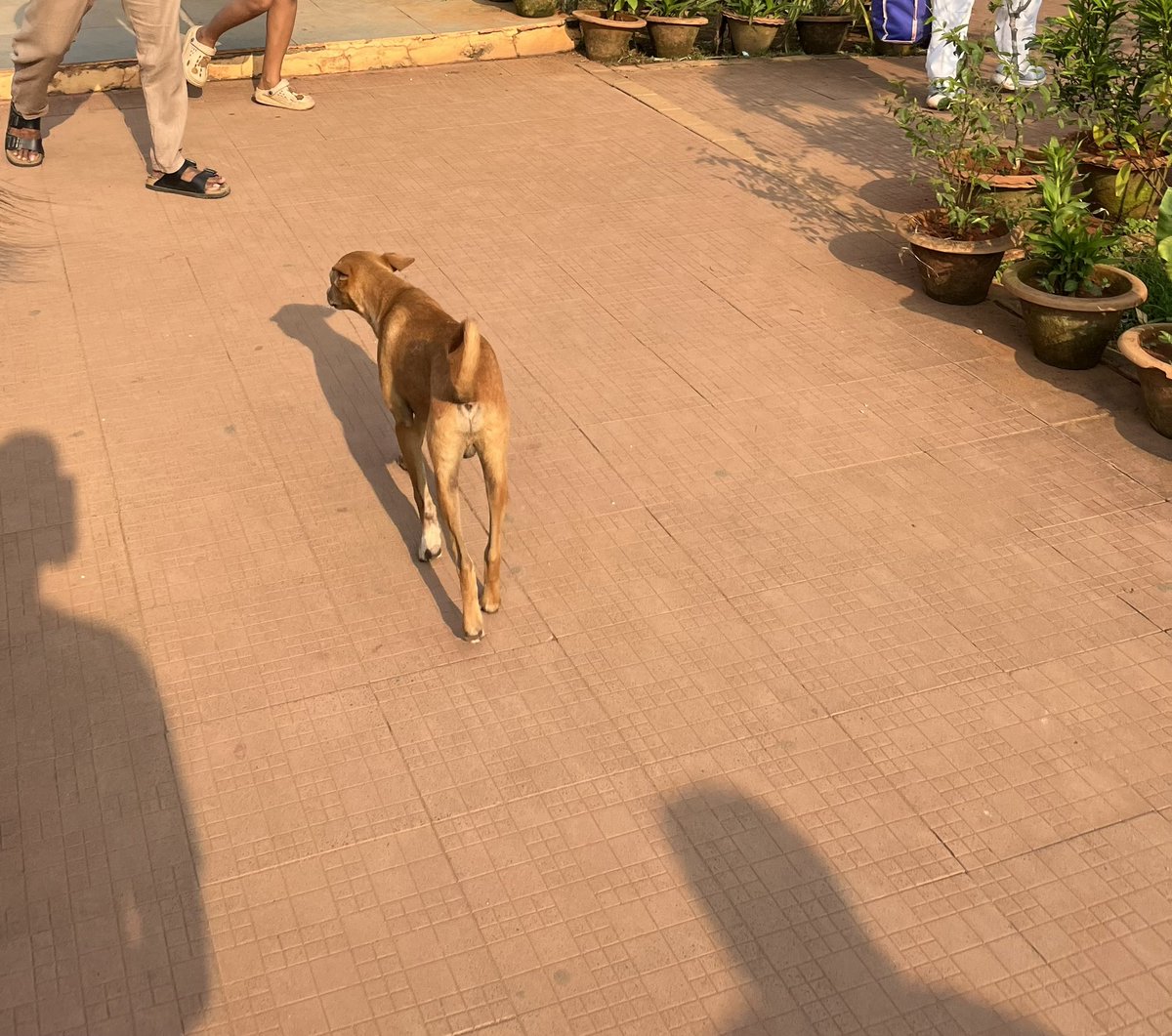 123ankit321's tweet photo. A complaint regarding Madhusudan Park: The management has put up a board banning pets, violating AWBI guidelines for public parks. Strangely, strays are roaming inside while vaccinated, leashed pets are turned away. @bmcbbsr @MoSarkar5T https://t.co/I098dlhJeX