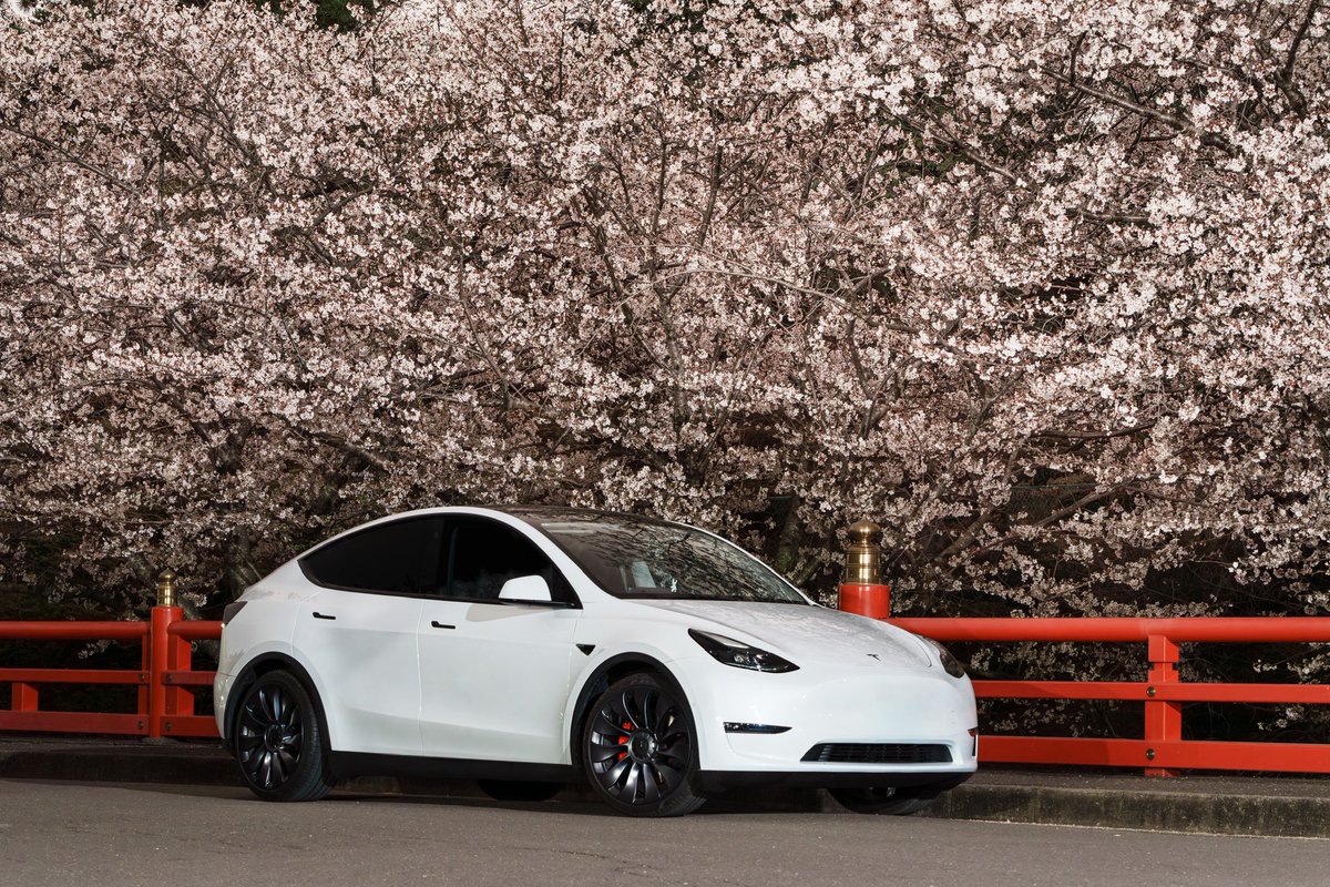 mocchi_MYP's tweet image. 大阪の桜は満開🌸
#modelY #Performance