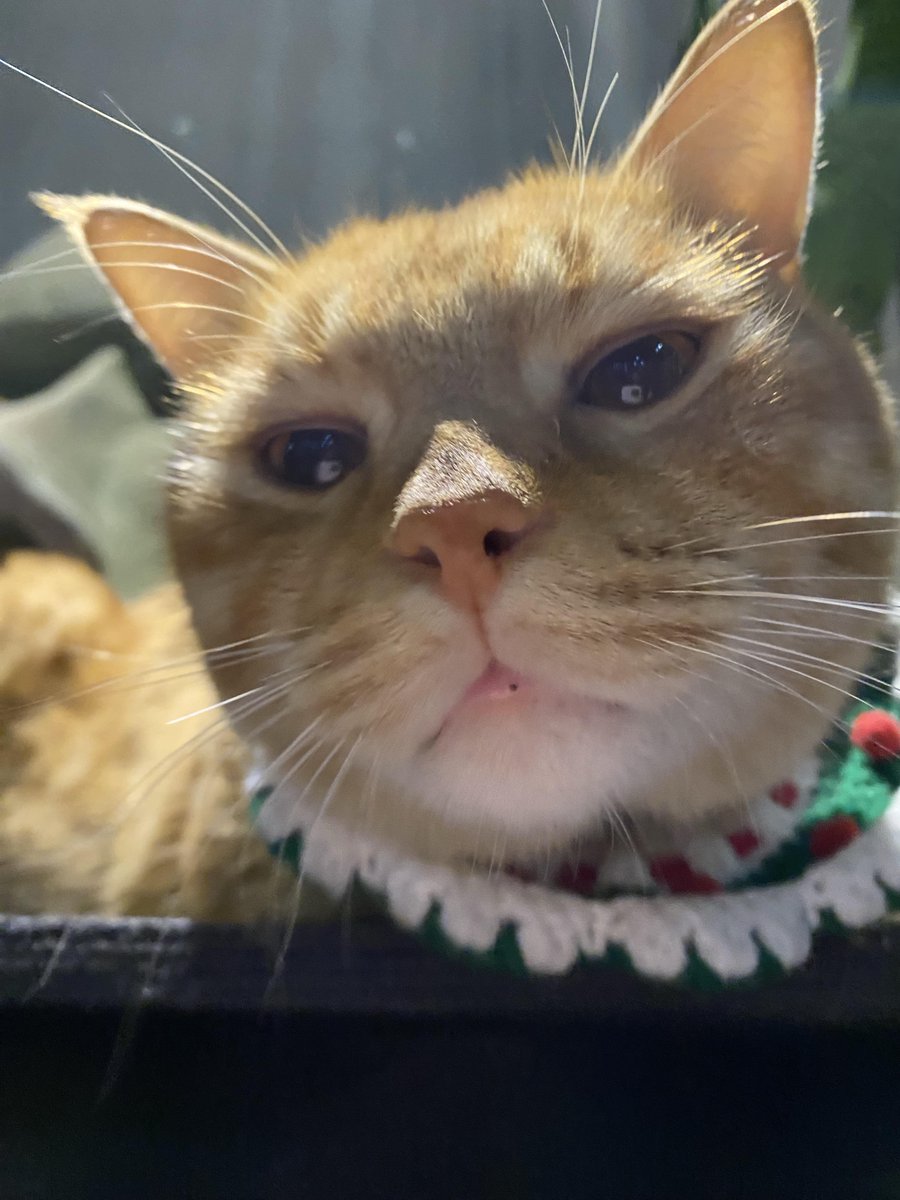 Crystal devost tweet media