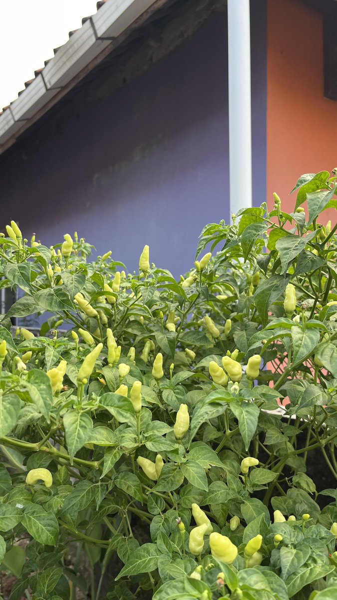 Bismillah lancar segalanya tweet media