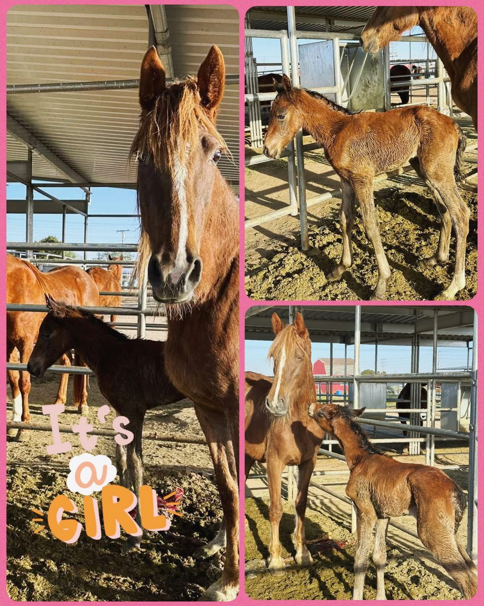 Wildatharthorse's tweet image. 🥳💗 IT’S A GIRL!!! 

Our sweet Fiona welcomed a beautiful baby girl last night &amp;amp; we couldn’t be more over the moon!🤗
💐🐴✨  

Momma &amp;amp; baby are both healthy &amp;amp; it was such a smooth, safe delivery—everything we could have hoped for! 🙏🐴🐴💐🥰💗
#wildatheart #horse #rescue #love