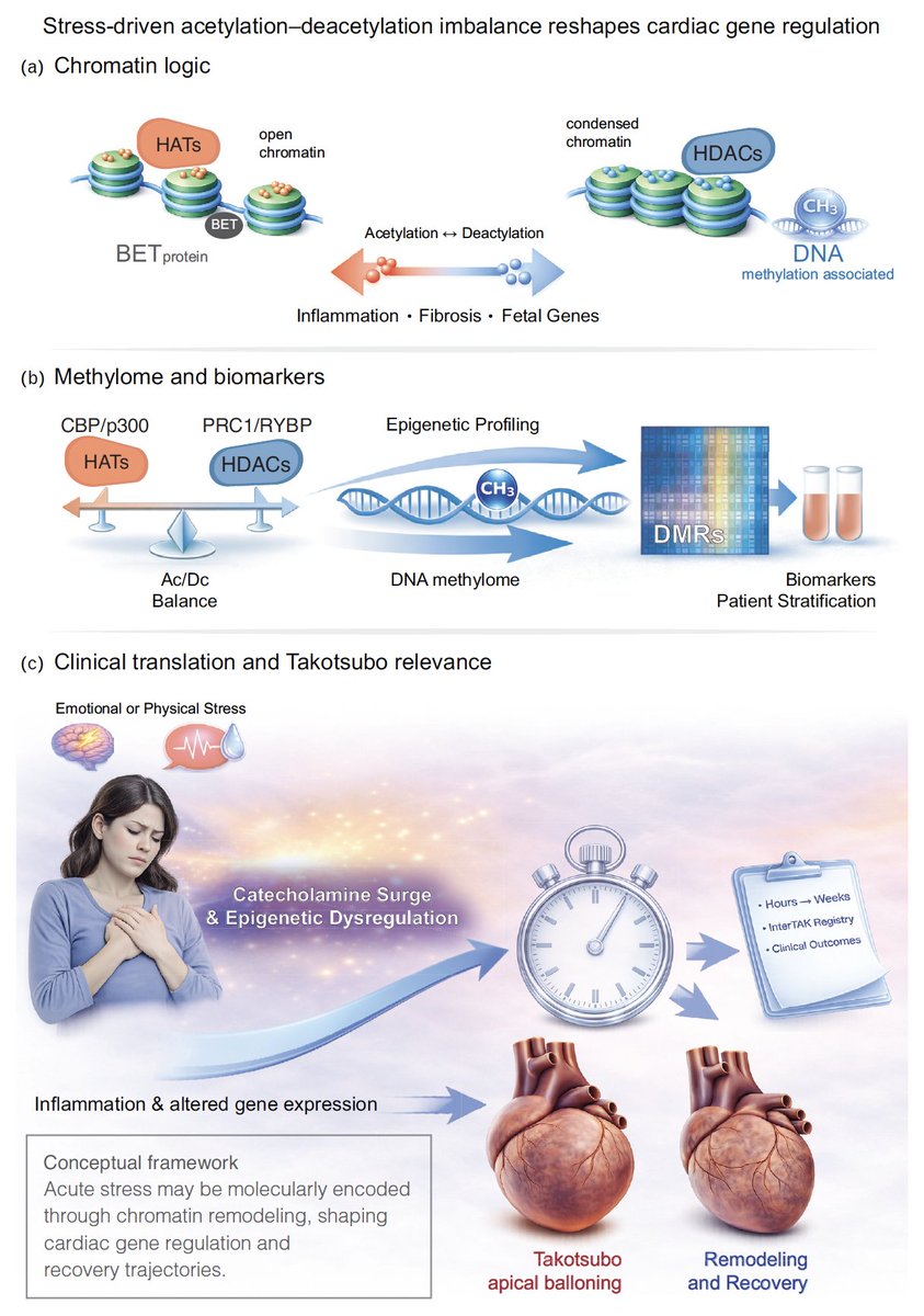 SamElOsta1's tweet photo. Ahead of release in Current Opinion in Cardiology explores how epigenetic regulation gives heart failure a lasting memory.

Grateful to Dr. Ali J. Marian for editing the Molecular Genetics section for the May 2026 issue.

https://t.co/wAl5wXNvaP https://t.co/xZJadRVxmw