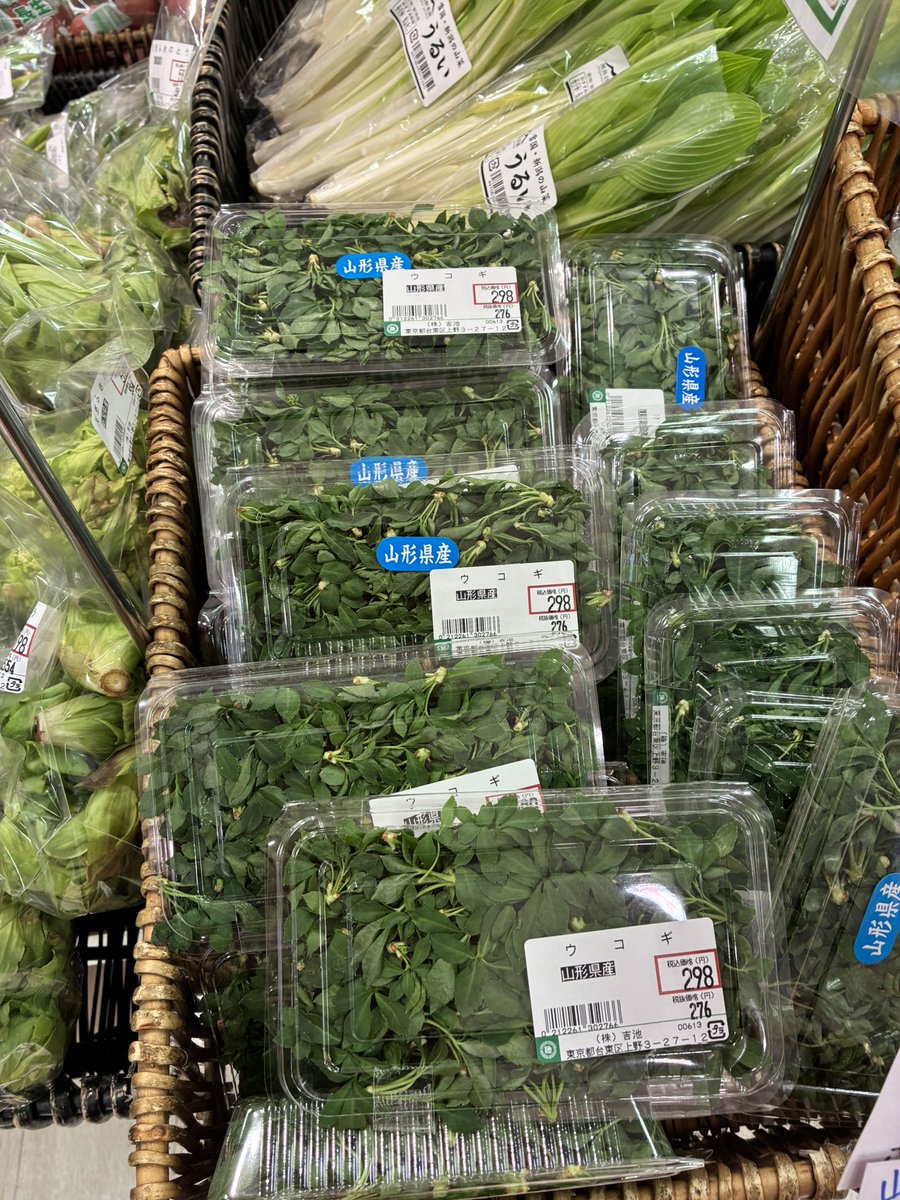 yoshiike_group's tweet photo. 山形県の伝統野菜　うこぎ⁉️
上杉鷹山が垣根に植え
漢方の強壮剤　旬の野菜とし奨励した

天ぷら　おひたし
切り和え　うこぎごはん
などなど https://t.co/kznLHqKLdB