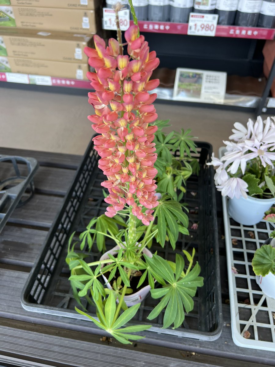 周　麻辣湯 tweet media