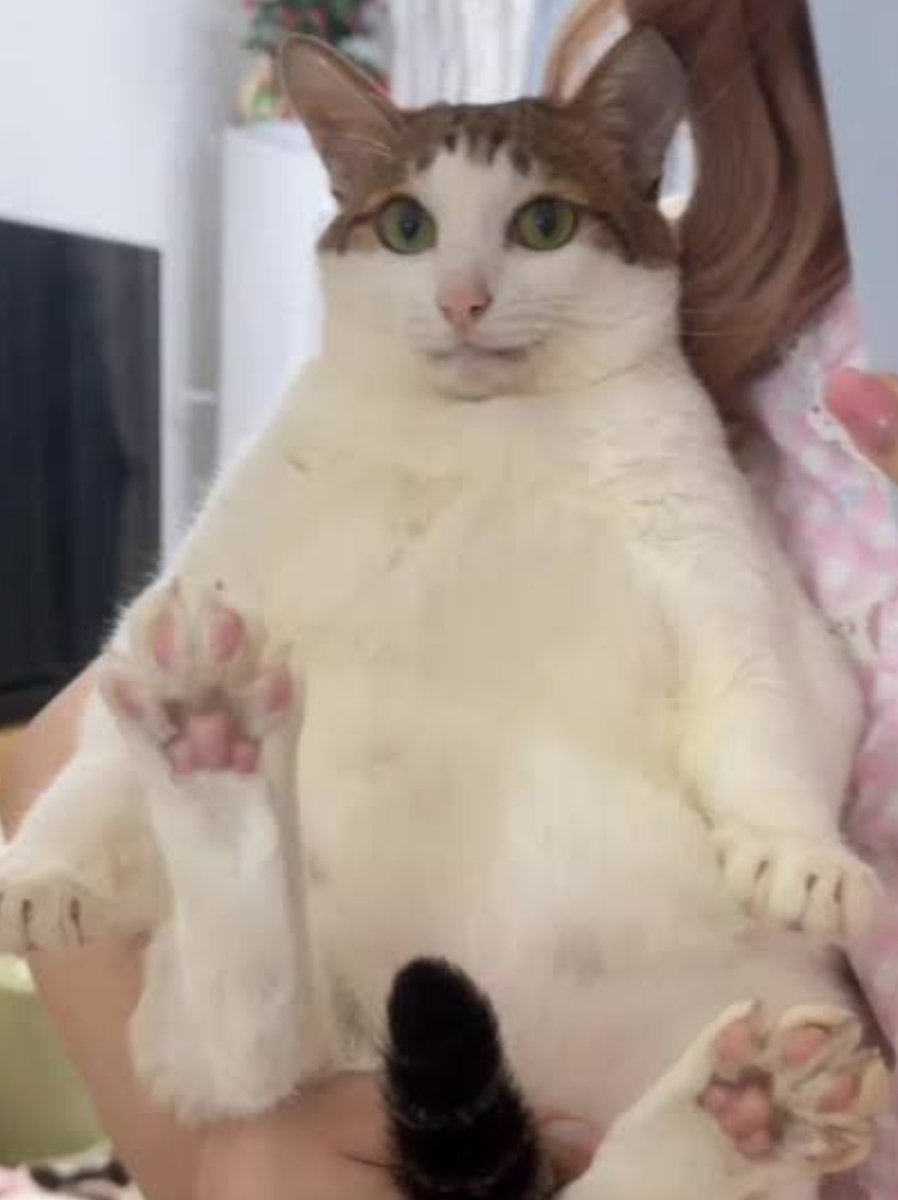 Echo🐈 tweet media