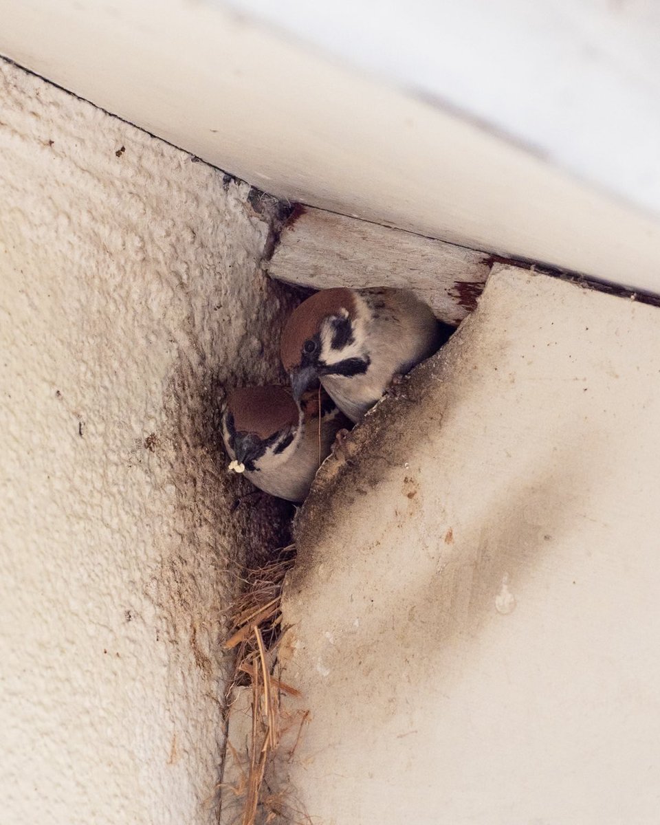 いまいごう@スズメ写真家 tweet media