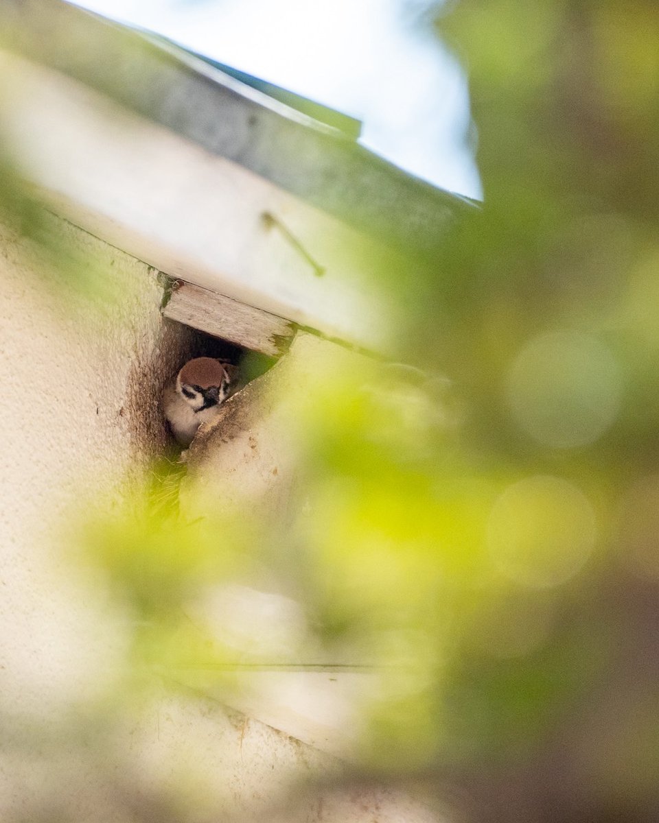 いまいごう@スズメ写真家 tweet media
