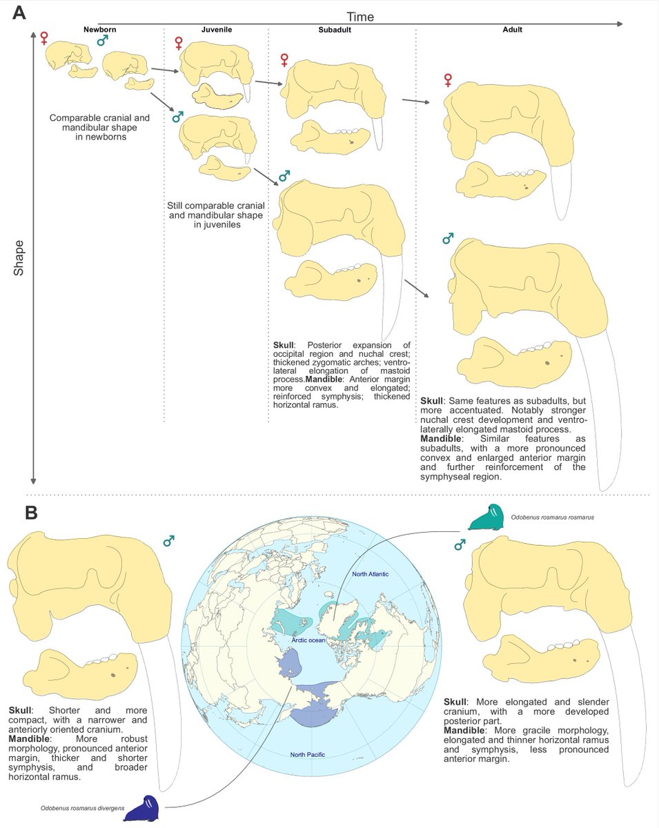 NarimaneChatar's tweet photo. New study lead by @MathBoisville out in @AnatRecord 🥳using GMM we explored factors shaping the craniomandibular shape of extant walrus, disantangling ontogeny, sexual dimorphism and geographic variation 🦭 https://t.co/U5UDJdflnN https://t.co/9dtucFnueD