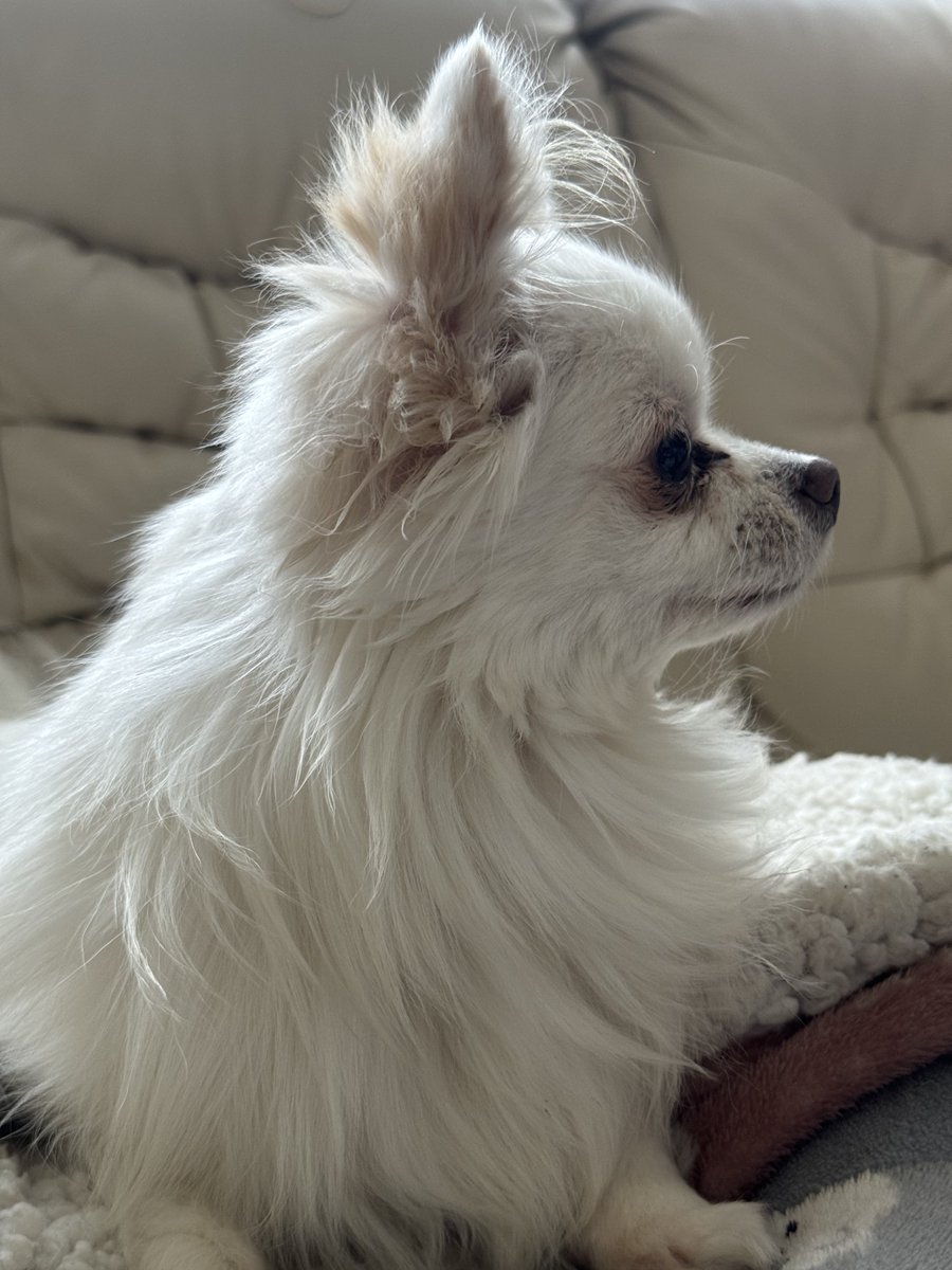 飛龍神 tweet media