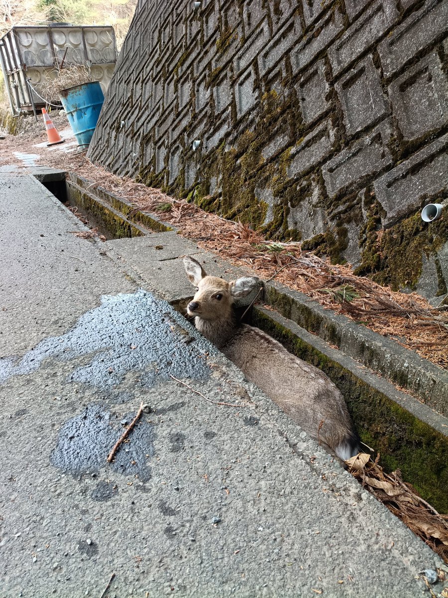 KenIchikawa2's tweet photo. #ヤママキ　皆様こんにちは。　ながらで聴かせていただきます。　舗装路をマウンテンバイクで走っていると様々な生き物に遭遇します。　山あいの地域なのを改めて実感。　谷村（やむら）という名称の町もあるんですよー。 https://t.co/9WvivVY23L