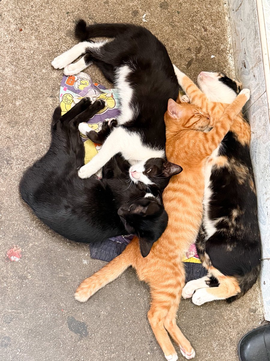 Th2svTil's tweet photo. #猫 #cat #catcute #KittenLove #猫のいる生活 https://t.co/l26zkXK877