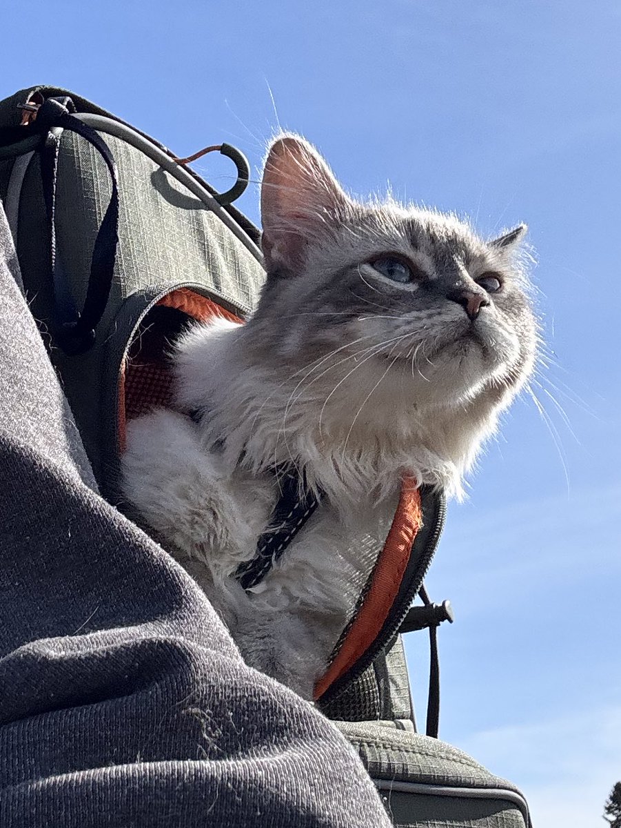 Bunsen, Beaker, Bernoulli & Brix tweet media