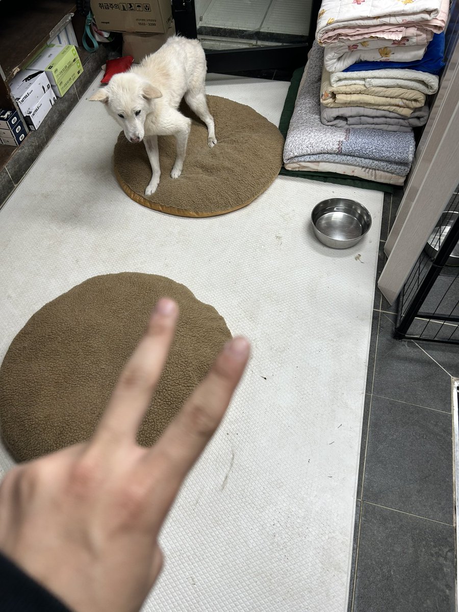 colpip(콜핍) tweet media