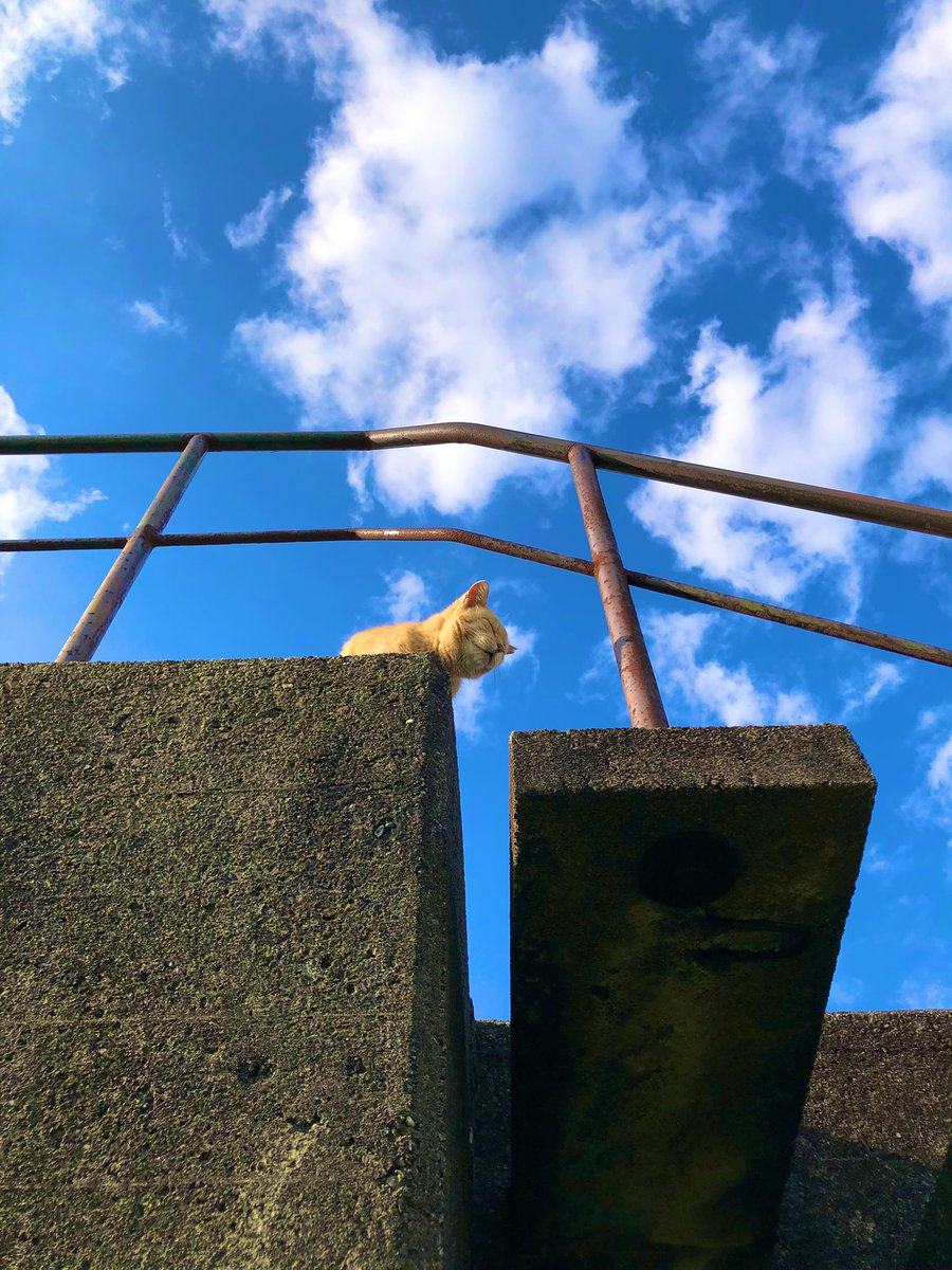 零れ落ちそうな、ねこ。それは…まるで、空からのギフトのように。零れ落ちる、雨。それは…まるで、大地へのギフトのように。4月最初の土曜日は、草木が潤う…春の散水。それに風も加わり…街は、天然の桜吹雪。季節がまた、一歩進む。友人とふたり…迎えたお昼は、鉛色越しの青空に迎えられて。#週末