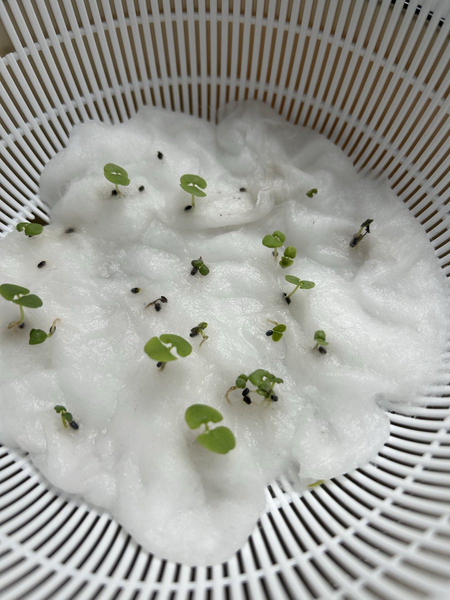 ぺい（コツコツとんこつ） tweet media