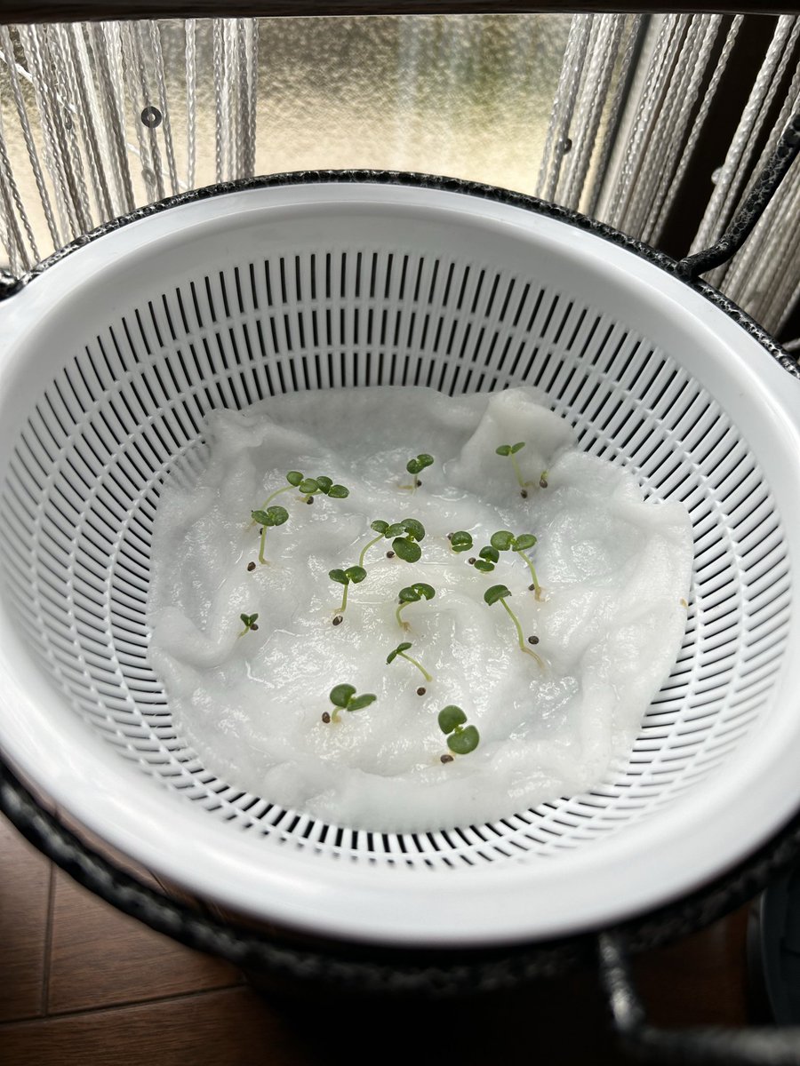 ぺい（コツコツとんこつ） tweet media