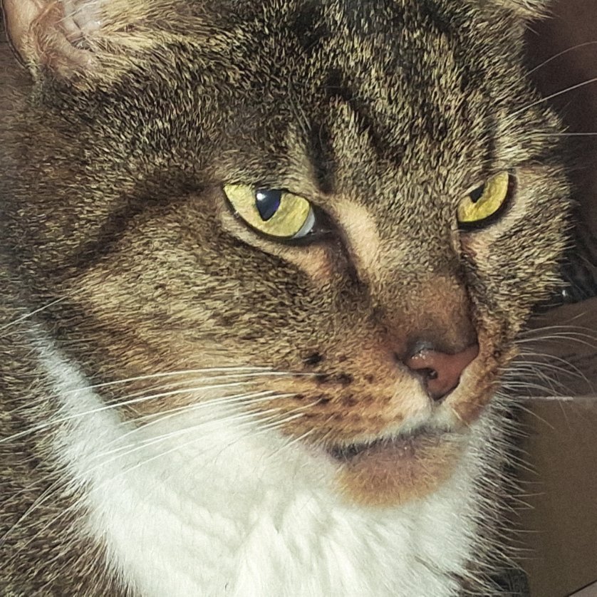 LoveCrosStitch's tweet image. 'You know i'm bad, i'm bad you know it
And the whole world has the answer right now
Just to tell you once again who's bad'

Bad by michael jackson

#lifeofmuffin #catsoffacebook #catsonx #catsofinstagram #fureverlovedsar