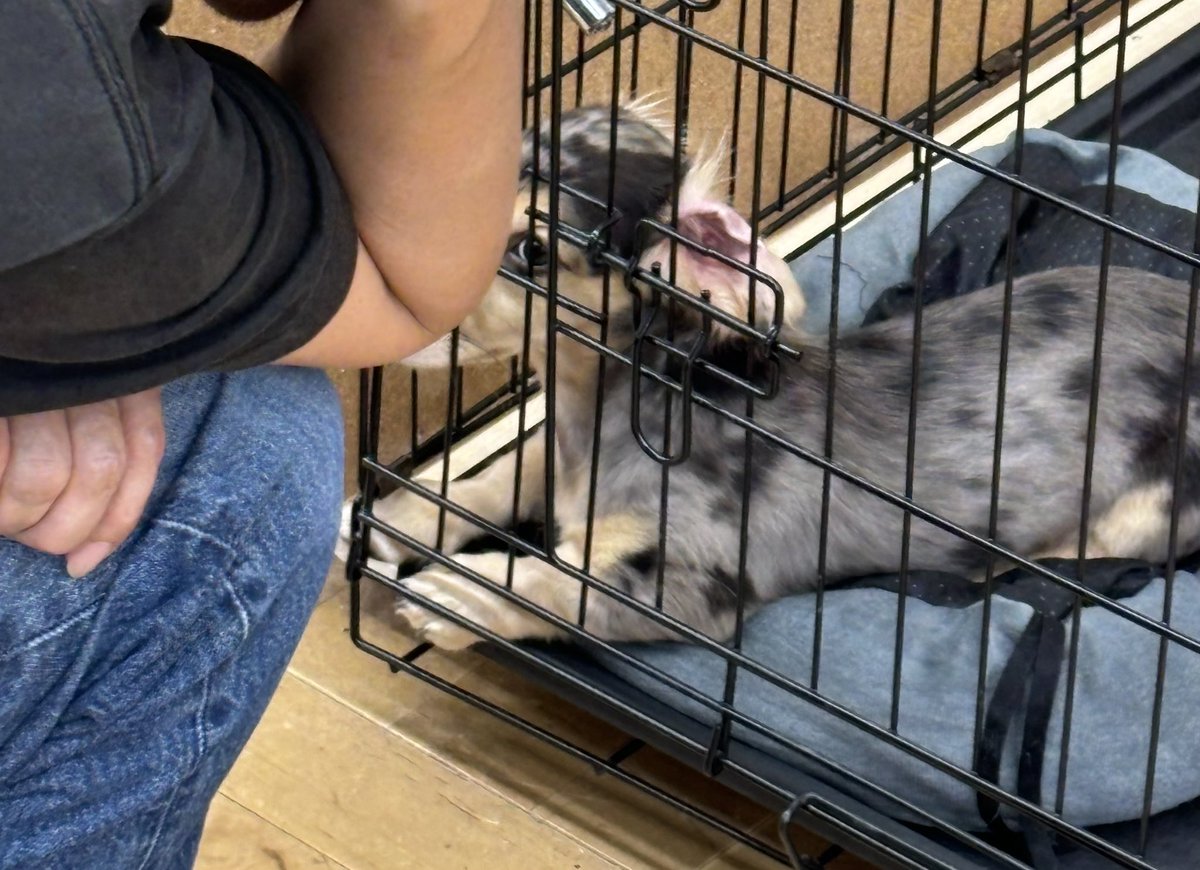 まろまろん tweet media