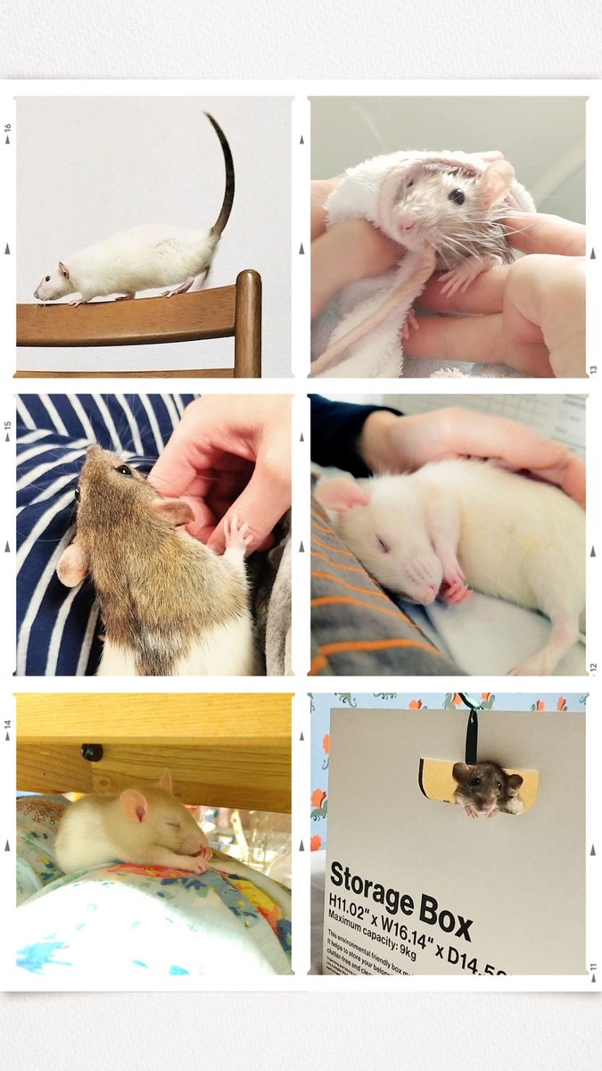 まゆ🌱 Zoey🐀 Flower🐁 tweet media