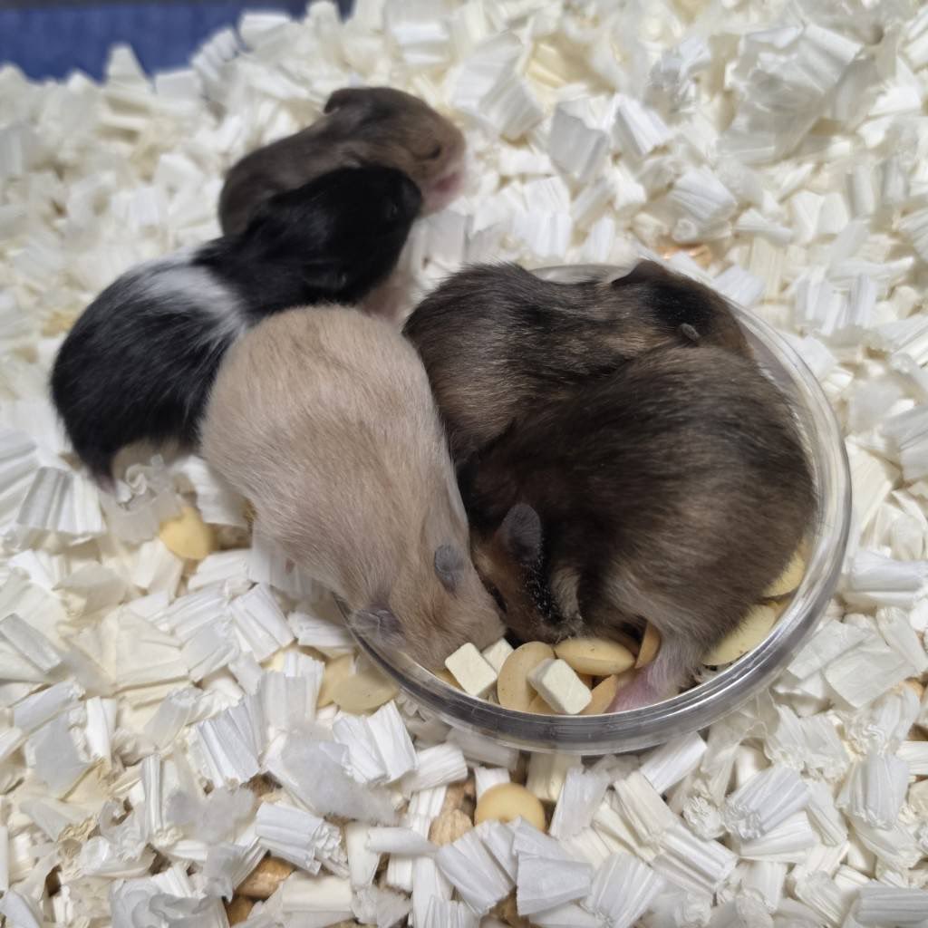 🐹ふるくる-Frucle-🐹 tweet media