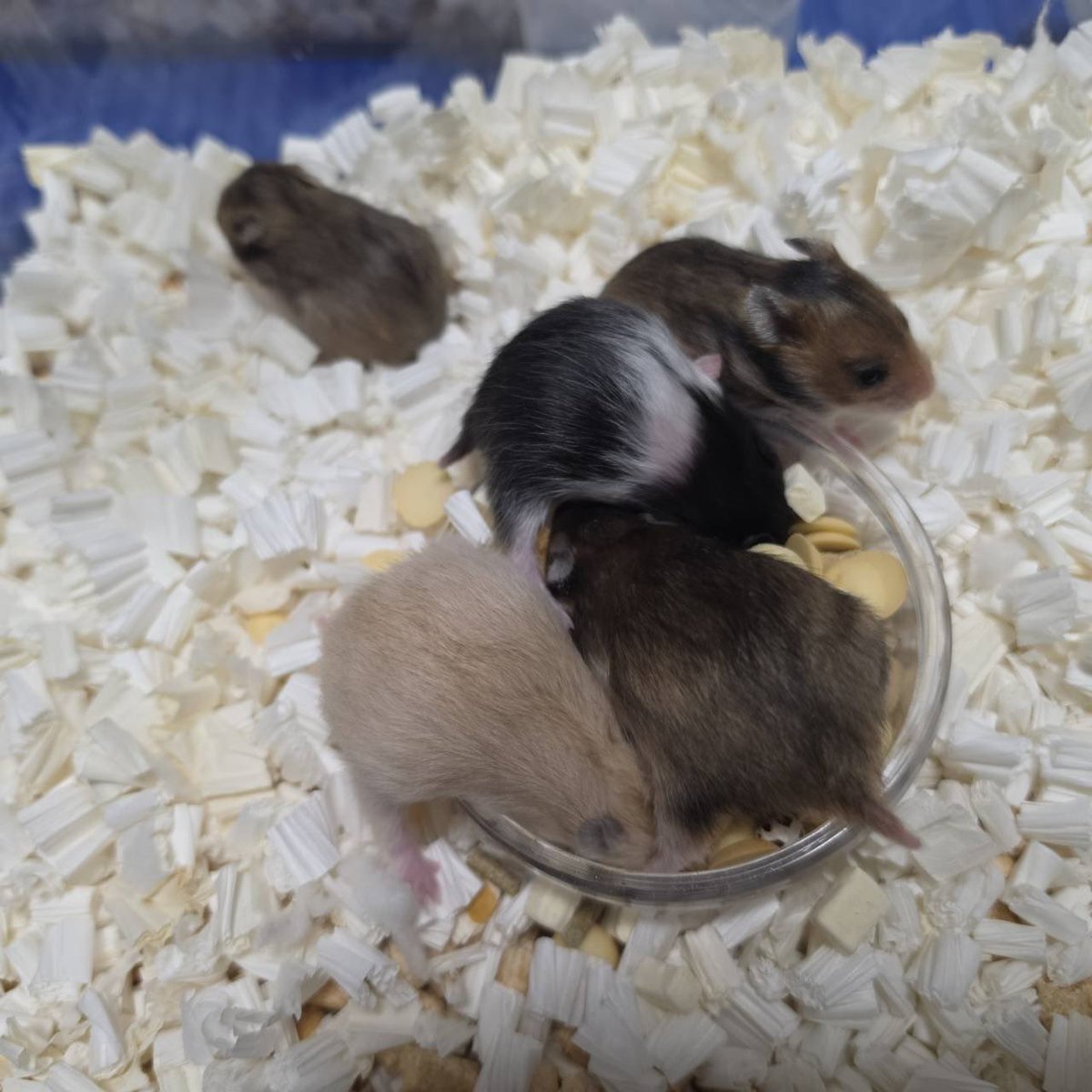 🐹ふるくる-Frucle-🐹 tweet media