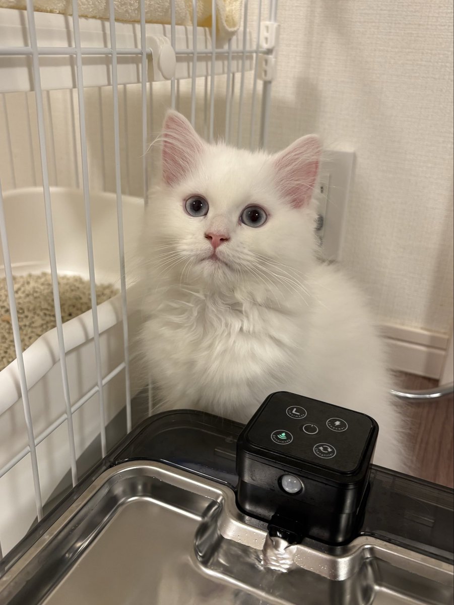 るあ(サイベリアン) tweet media