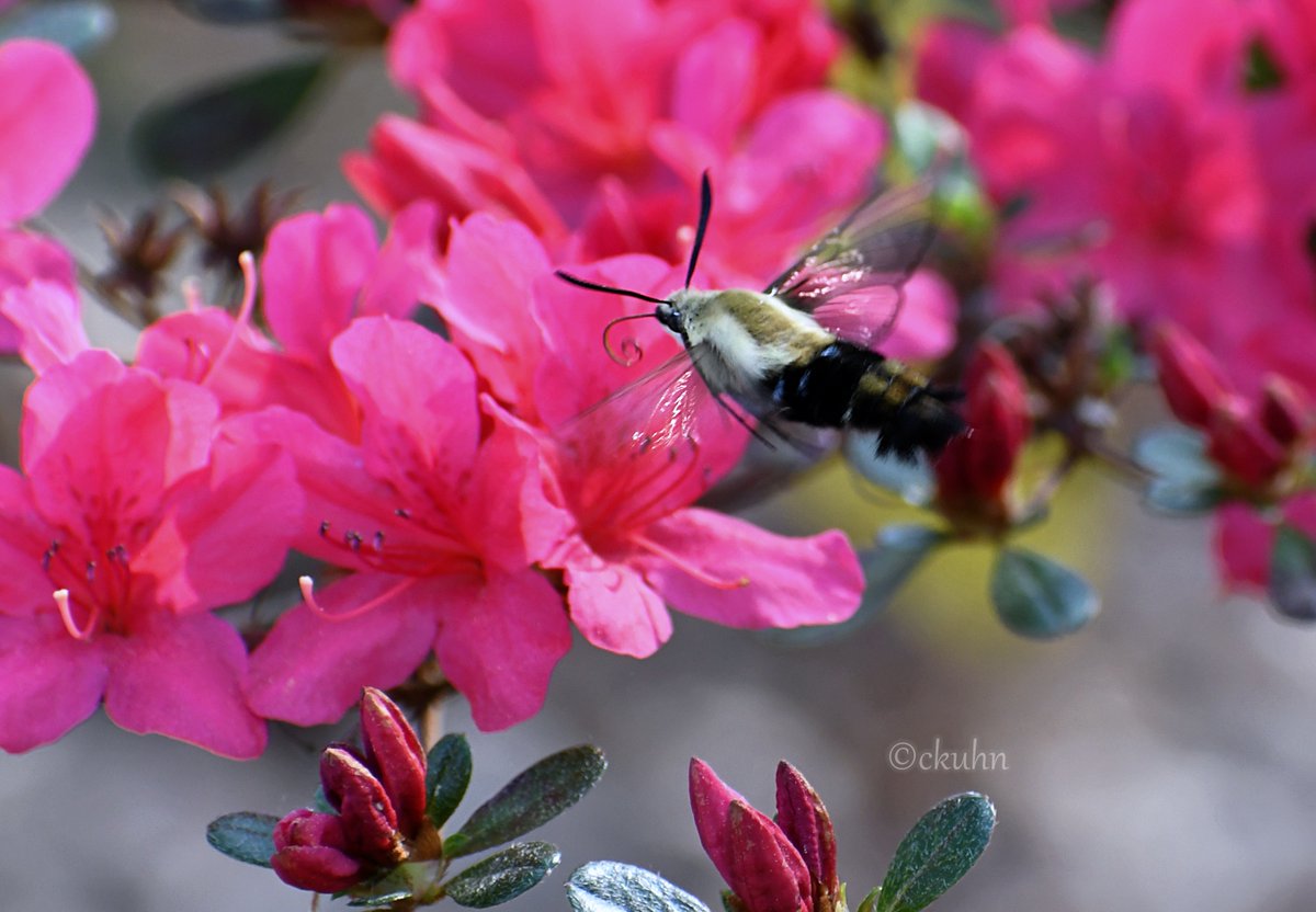 catjkuhn's tweet image. #FlowersOnFriday #Insects #FloralFriday #Azaleas #Springtime #Gardening #Bloomscrolling #SnowberryClearwing
