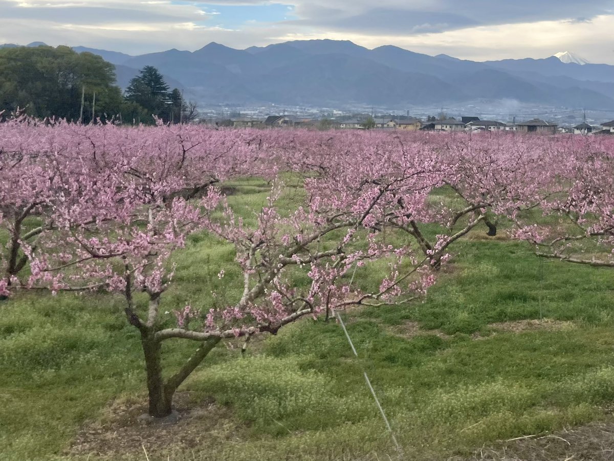 te_nu's tweet photo. この景色、リニアになったら見られない。
桜や桃の花が沿線を彩るこの時期の中央本線、車窓からの眺めは値万両! だと思います。 （富士山の白い頭も見えてます） 
#山梨 #中央本線 #甲府盆地 https://t.co/xEQWQdXd4u