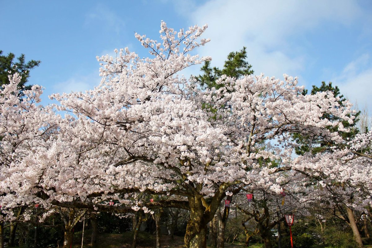 Yohei from Japan🇯🇵 tweet media