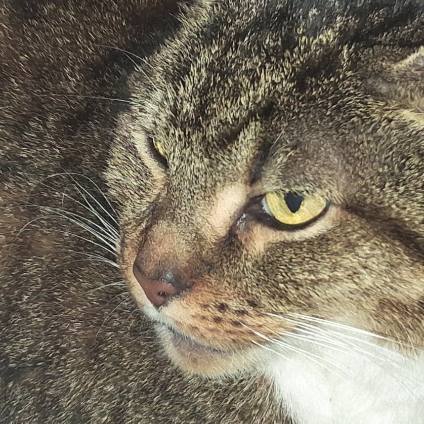 LoveCrosStitch's tweet image. 'You are an obsession
My own possession, who do you want me to be'

Obsession by #animotion

#lifeofmuffin #catsoffacebook #catsonx #catsofinstagram #fureverlovedsar