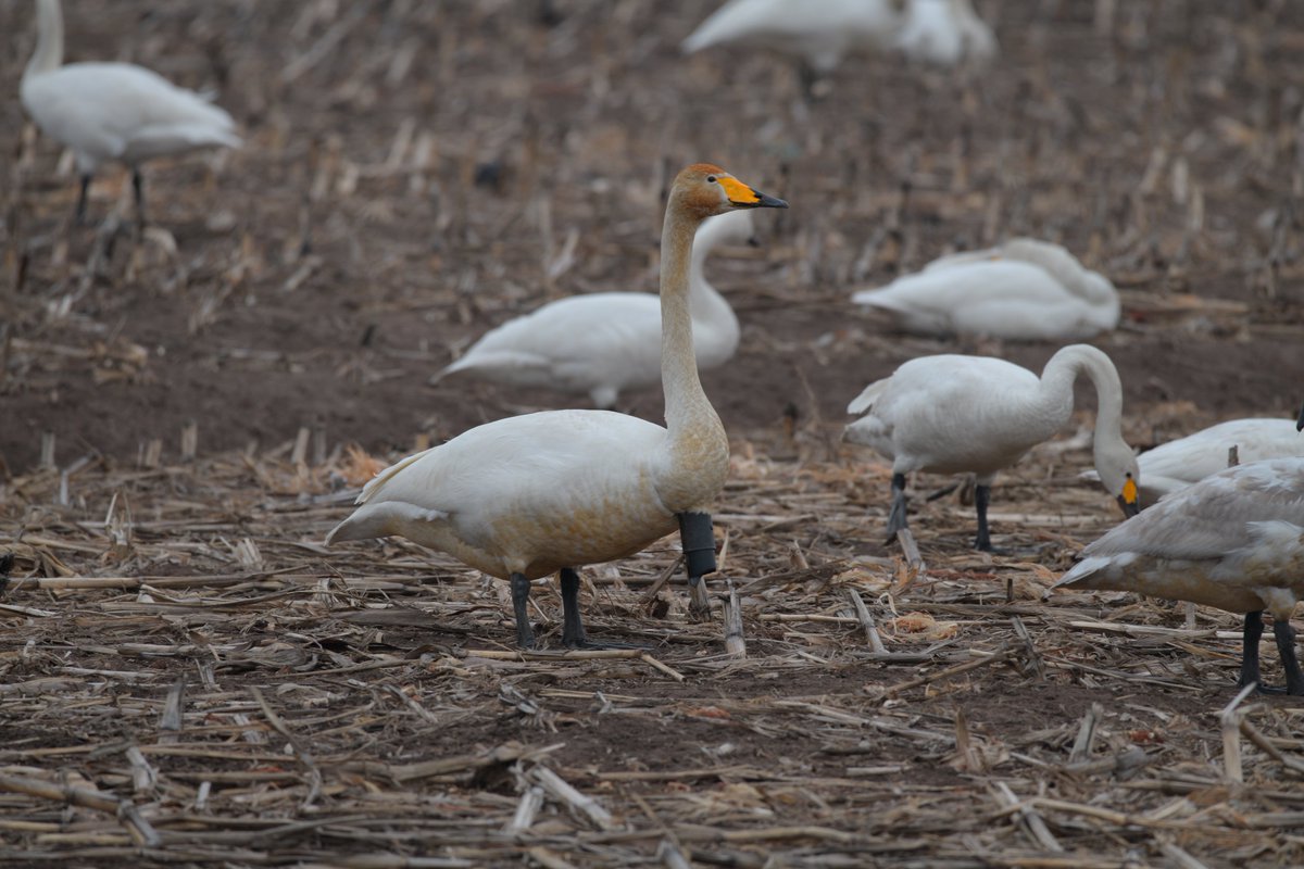 札幌VOR/DME tweet media