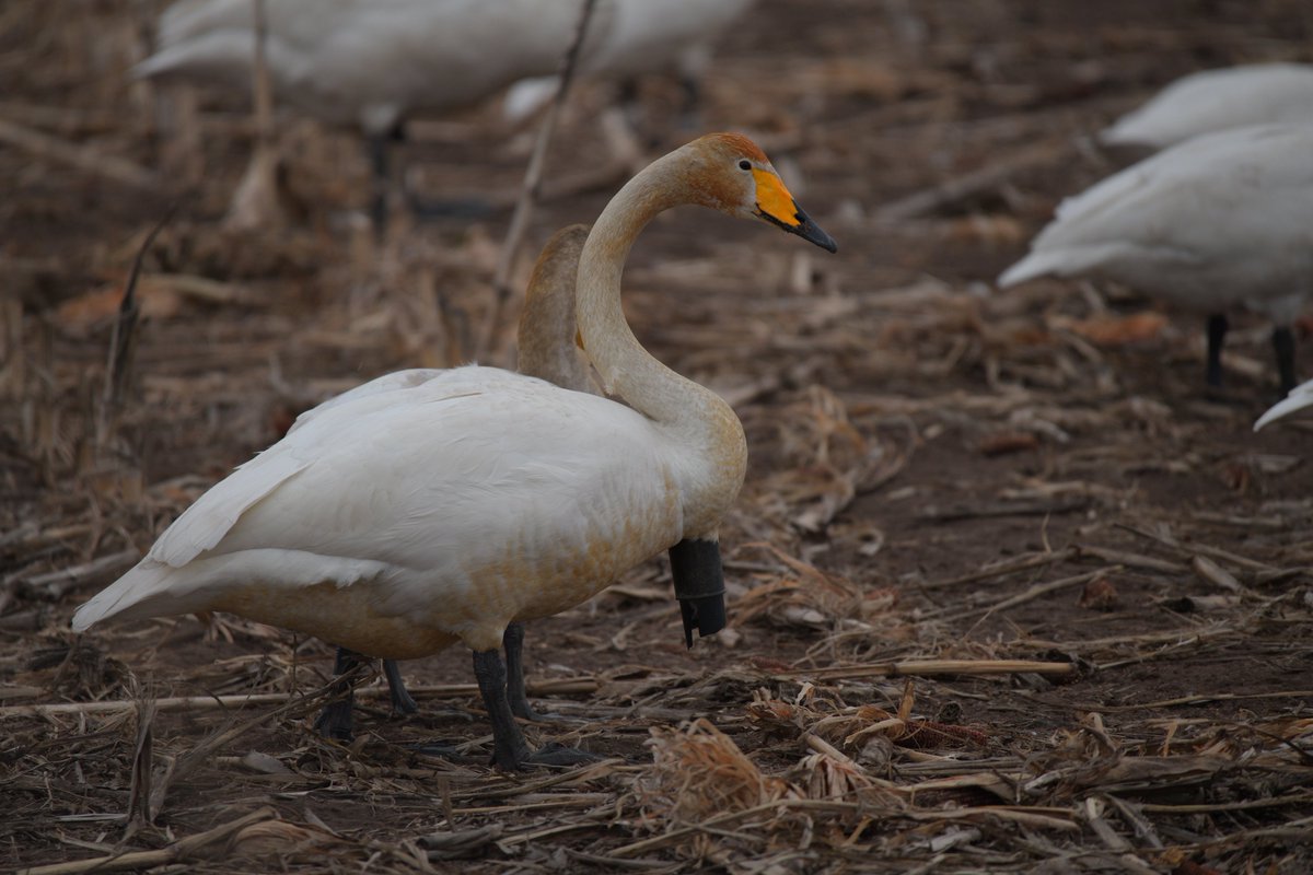 札幌VOR/DME tweet media