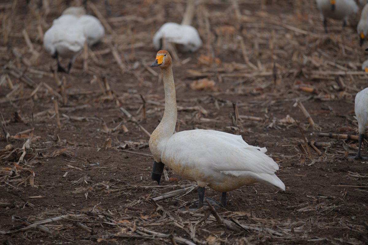 札幌VOR/DME tweet media