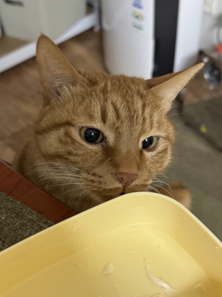 gossithecat's tweet photo. 그냥 귀여워서… https://t.co/jlSPDYBX9h