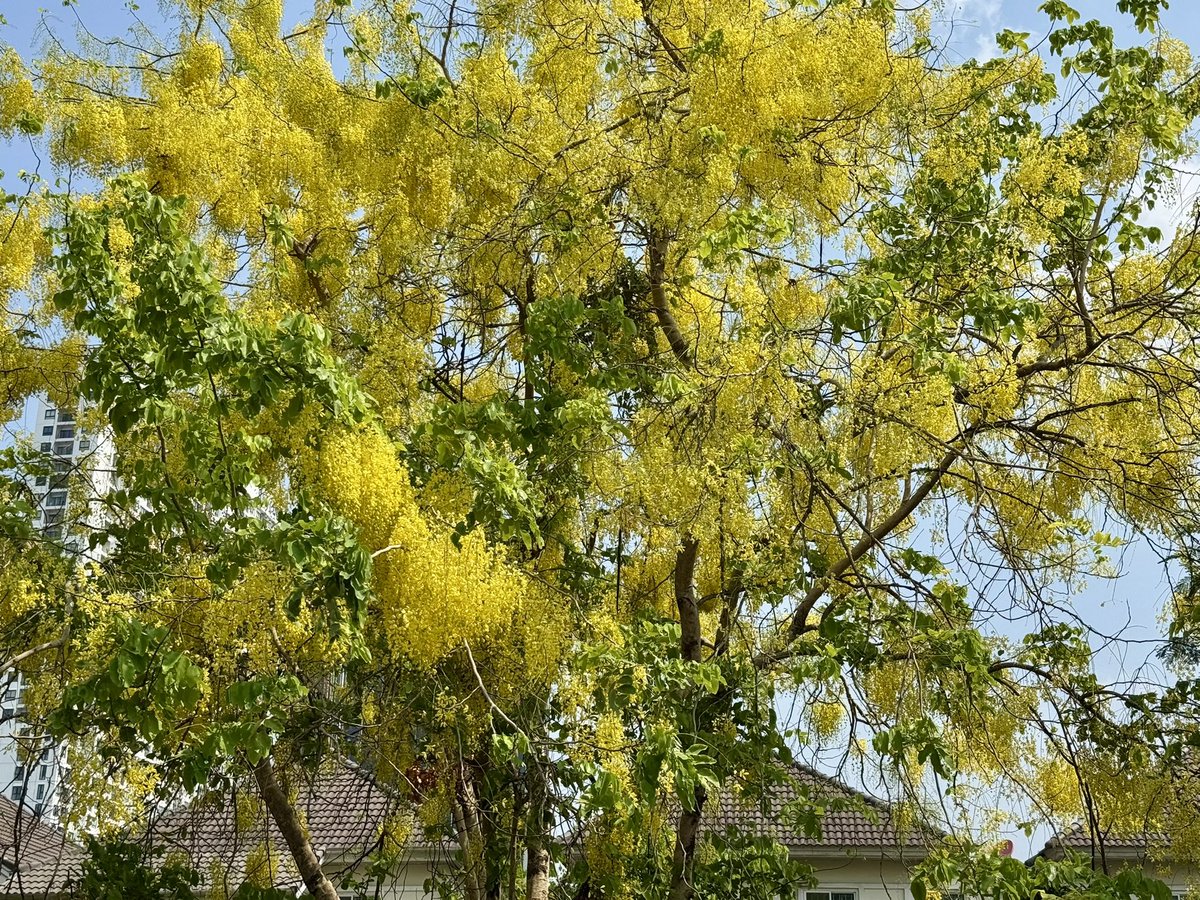 ✨ アベさん 🇹🇭 tweet media