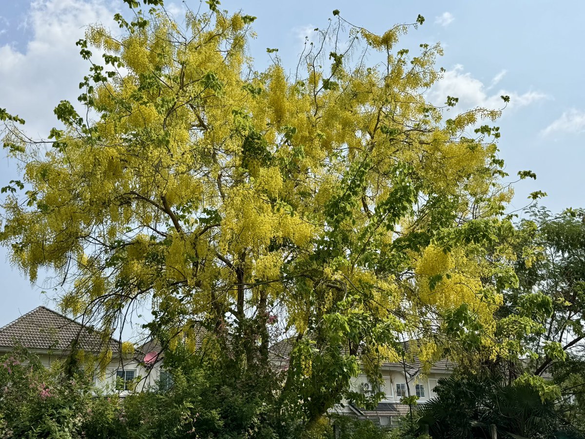 ✨ アベさん 🇹🇭 tweet media